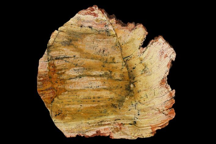 Strelley Pool Stromatolite Slab - Billion Years Old #150673